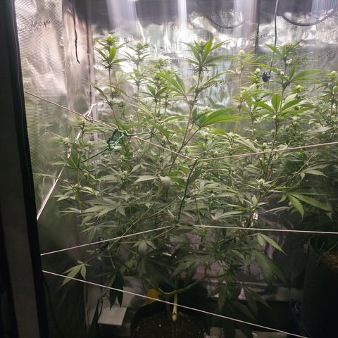 Blueberry Pancakes #2 growlog timeline photo