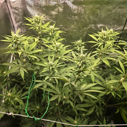 Blueberry Pancakes #2 growlog timeline photo