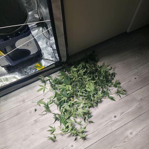 Blueberry Pancakes #1 growlog photo: Entlaubt