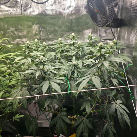 Blueberry Pancakes #1 growlog photo: Entlaubt