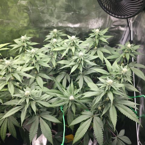 Blueberry Pancakes #1 growlog photo: Entlaubt