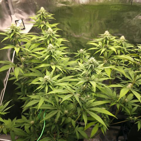 Blueberry Pancakes #2 growlog photo: Entlaubt