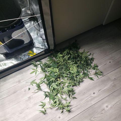 Blueberry Pancakes #2 growlog timeline photo