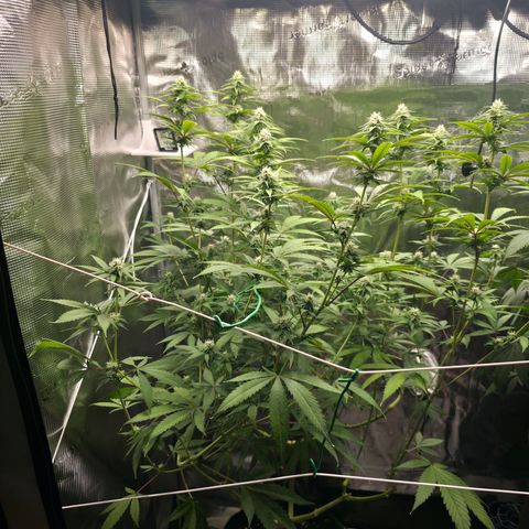 Blueberry Pancakes #2 growlog photo: Entlaubt