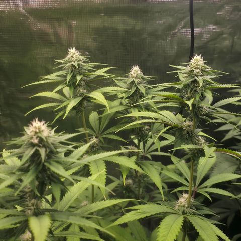 Blueberry Pancakes #2 growlog timeline photo