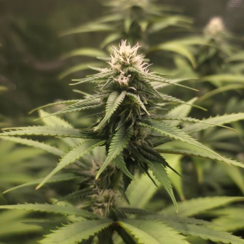 Blueberry Pancakes #2 growlog timeline photo