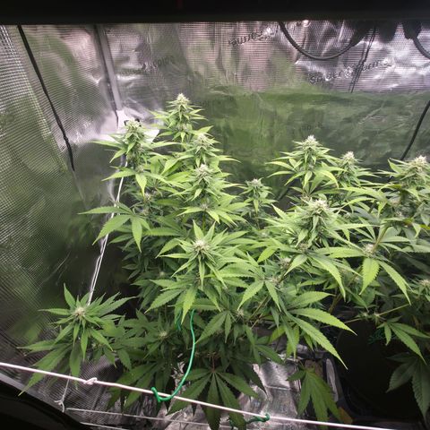 Blueberry Pancakes #2 growlog timeline photo
