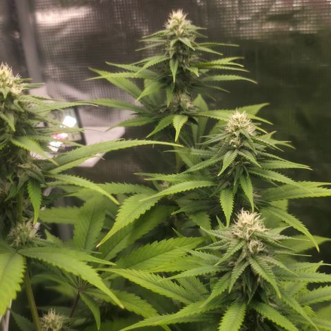 Blueberry Pancakes #2 growlog timeline photo