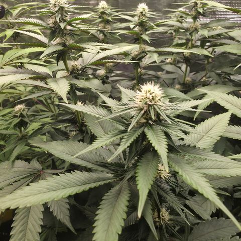 Blueberry Pancakes #1 growlog timeline photo