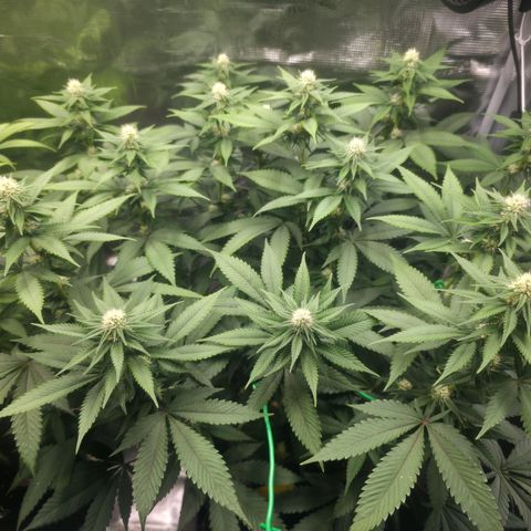 Blueberry Pancakes #1 growlog timeline photo