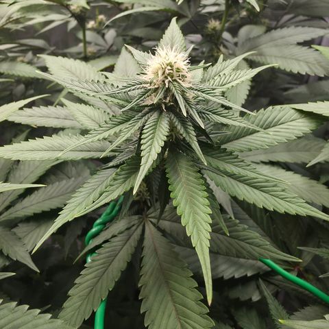 Blueberry Pancakes #1 growlog timeline photo