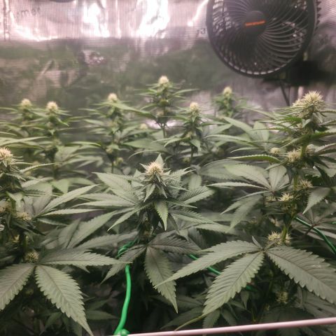 Blueberry Pancakes #1 growlog timeline photo