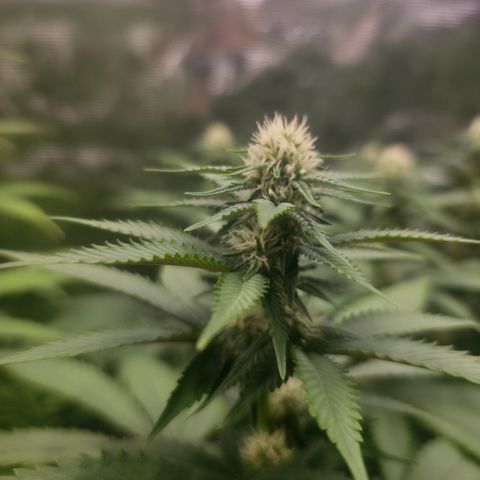 Blueberry Pancakes #1 growlog timeline photo