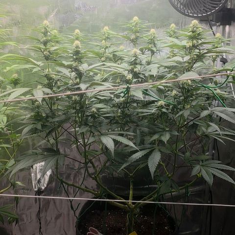 Blueberry Pancakes #1 growlog timeline photo