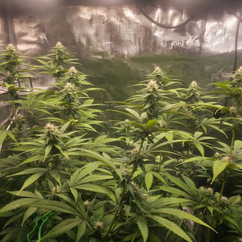 Blueberry Pancakes #2 growlog timeline photo