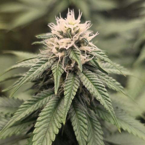 Blueberry Pancakes #1 growlog timeline photo