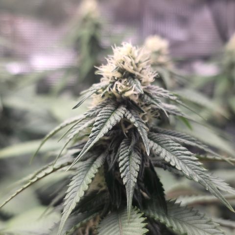 Blueberry Pancakes #1 growlog timeline photo