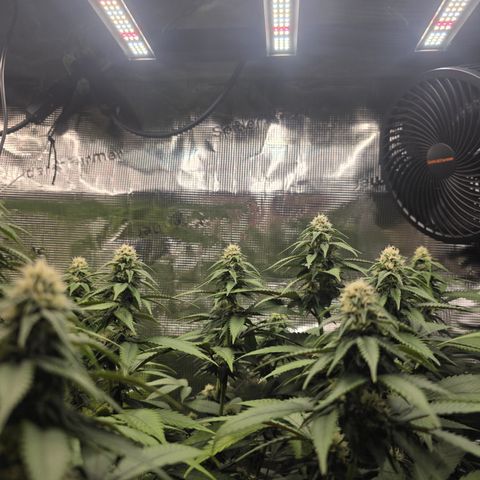 Blueberry Pancakes #1 growlog timeline photo