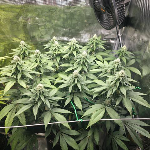 Blueberry Pancakes #1 growlog timeline photo