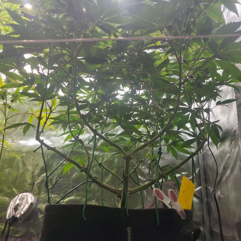Blueberry Pancakes #1 growlog timeline photo