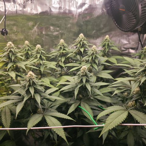 Blueberry Pancakes #1 growlog timeline photo