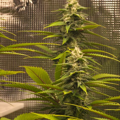 Blueberry Pancakes #2 growlog timeline photo
