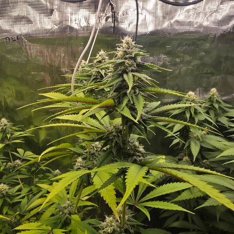 Blueberry Pancakes #2 growlog timeline photo
