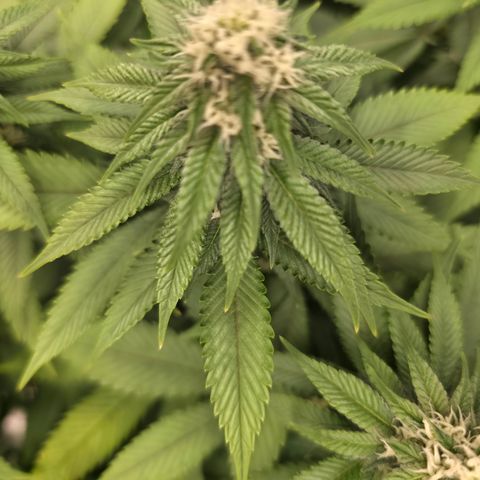 Blueberry Pancakes #2 growlog timeline photo