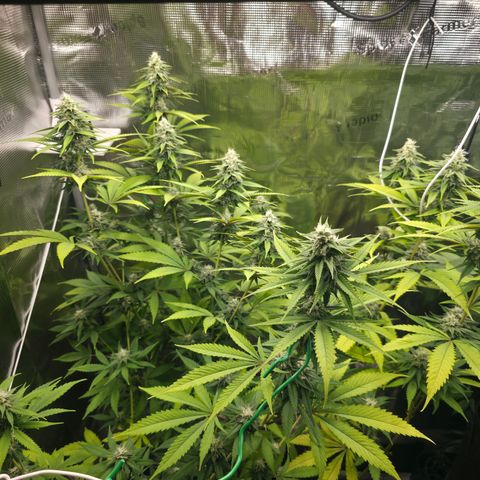 Blueberry Pancakes #2 growlog timeline photo