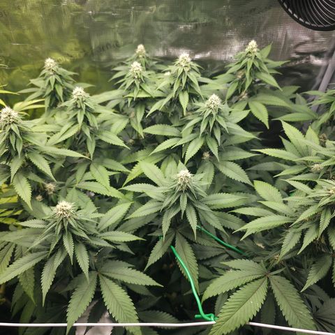 Blueberry Pancakes #1 growlog timeline photo