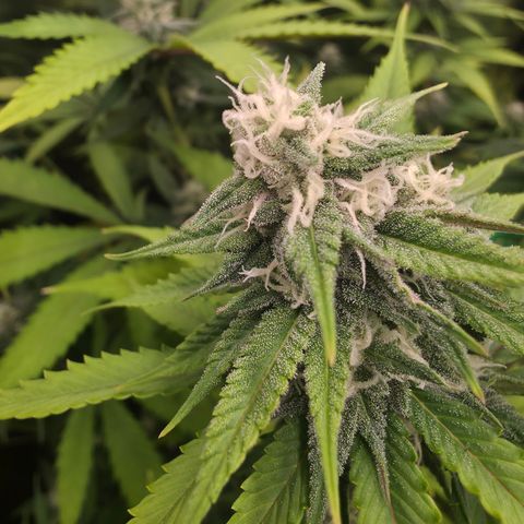 Blueberry Pancakes #2 growlog timeline photo