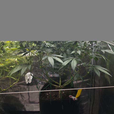Blueberry Pancakes #1 growlog timeline photo
