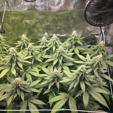 Blueberry Pancakes #1 growlog timeline photo