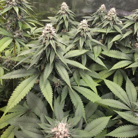 Blueberry Pancakes #1 growlog timeline photo