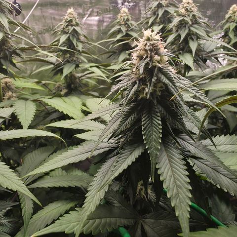 Blueberry Pancakes #1 growlog timeline photo