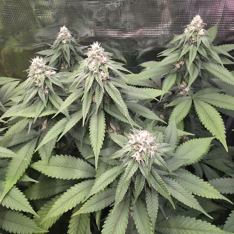 Blueberry Pancakes #1 growlog timeline photo