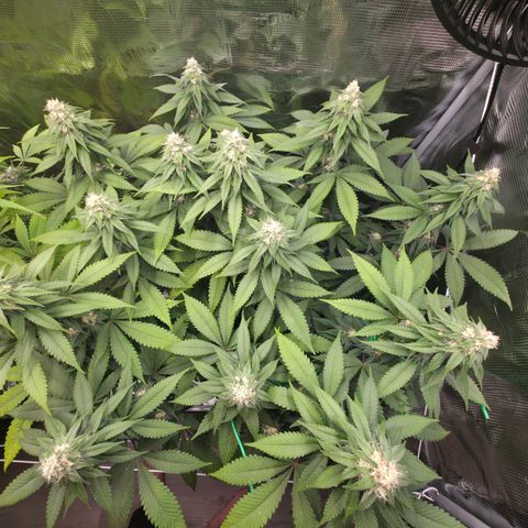 Blueberry Pancakes #1 growlog timeline photo