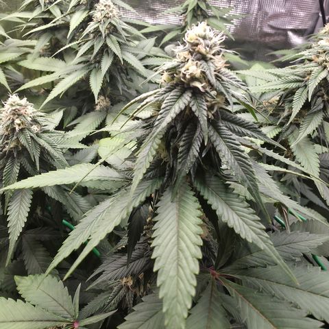 Blueberry Pancakes #1 growlog timeline photo