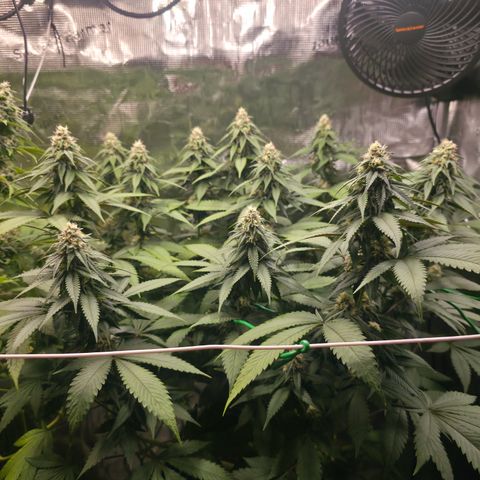 Blueberry Pancakes #1 growlog timeline photo