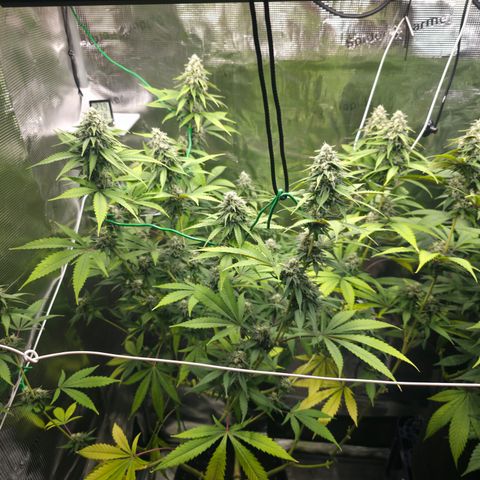 Blueberry Pancakes #2 growlog photo: Nährstoffproblem leider spielt diese hier schon seit ein bis zwei Wochen Herbst