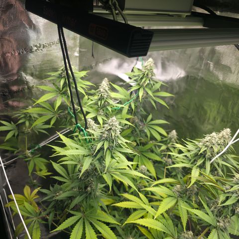 Blueberry Pancakes #2 growlog photo: Nährstoffproblem leider spielt diese hier schon seit ein bis zwei Wochen Herbst