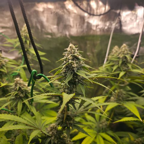 Blueberry Pancakes #2 growlog photo: Nährstoffproblem leider spielt diese hier schon seit ein bis zwei Wochen Herbst