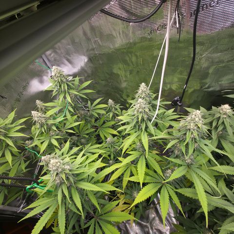 Blueberry Pancakes #2 growlog photo: Nährstoffproblem leider spielt diese hier schon seit ein bis zwei Wochen Herbst