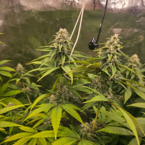 Blueberry Pancakes #2 growlog photo: Nährstoffproblem leider spielt diese hier schon seit ein bis zwei Wochen Herbst