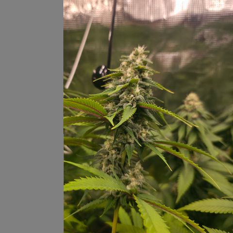Blueberry Pancakes #2 growlog photo: Nährstoffproblem leider spielt diese hier schon seit ein bis zwei Wochen Herbst