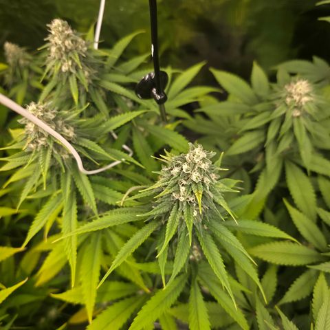 Blueberry Pancakes #2 growlog photo: Nährstoffproblem leider spielt diese hier schon seit ein bis zwei Wochen Herbst