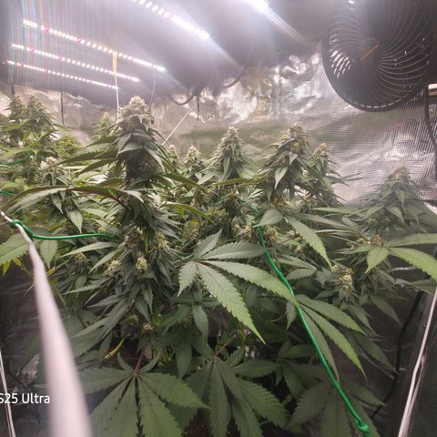 Blueberry Pancakes #1 growlog timeline photo