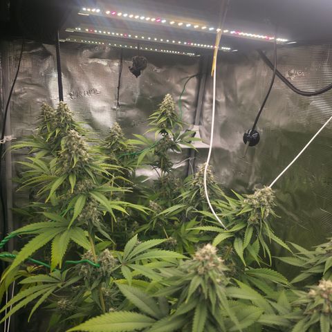 Blueberry Pancakes #2 growlog timeline photo