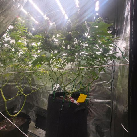 Blueberry Pancakes #1 growlog timeline photo