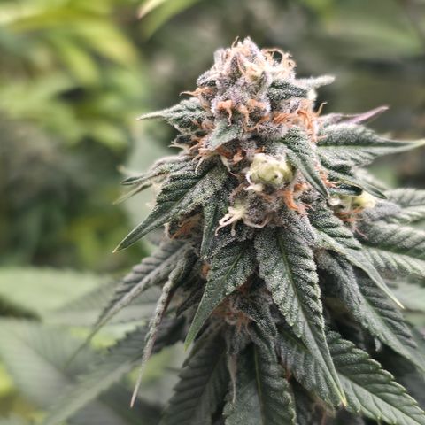 Blueberry Pancakes #1 growlog timeline photo